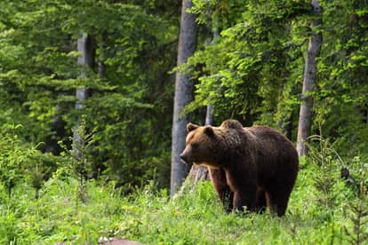V okrese Prievidza zaznamenali v blízkosti obce ďalšieho medveďa