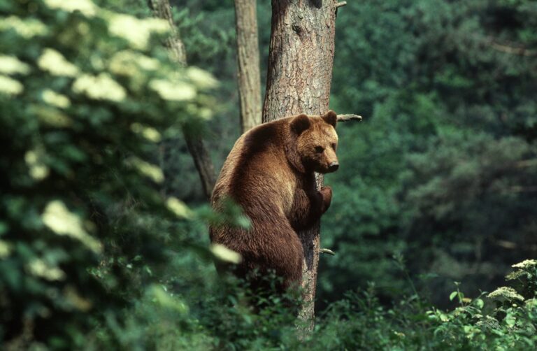 Medveď zaútočil na hospodárske zvieratá, oblasť monitoruje zásahový tím