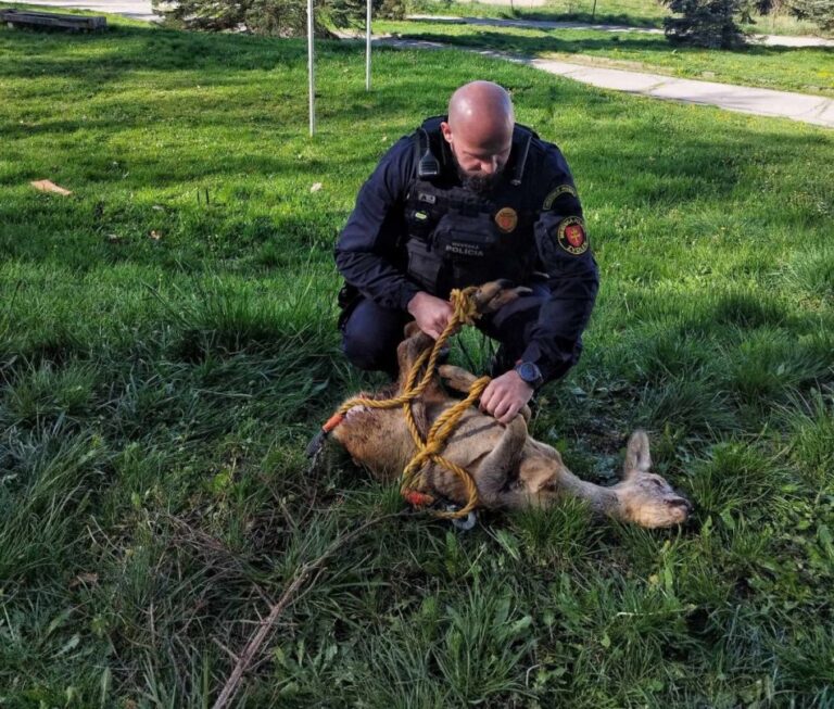 Policajti a poľovníci majú za sebou kurióznu akciu. Na sídlisku zachraňovali tuláčku