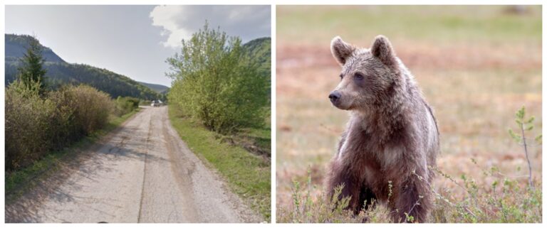 Postrelený medveď môže prežiť. Doteraz ho nenašli