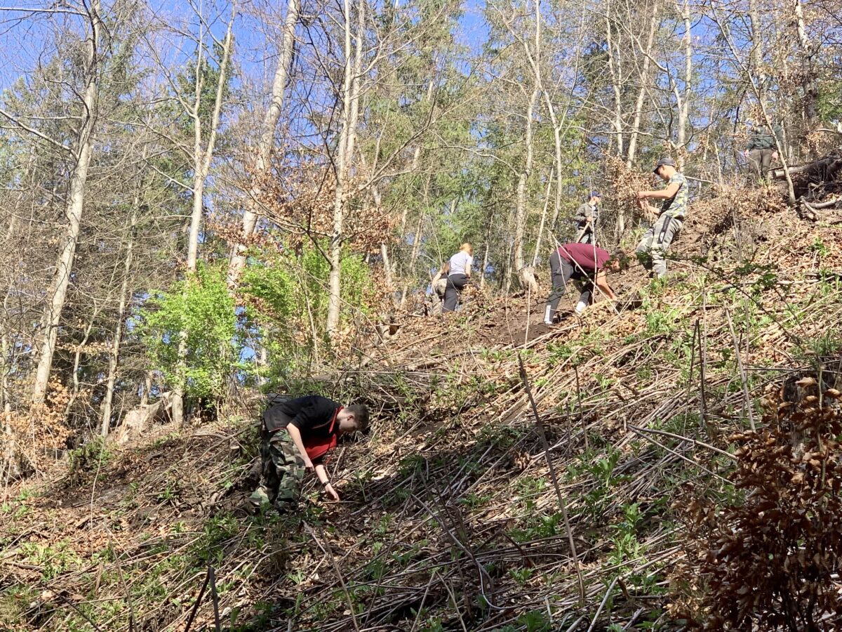Lesy v okolí mesta budú zelenšie. Počas jari vysadia viac ako 50-tisíc stromov