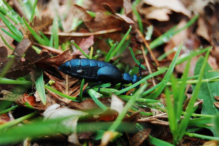 Na Slovensku sa premnožil jedovatý hmyz. Od tohto chrobáka dajte ruky preč