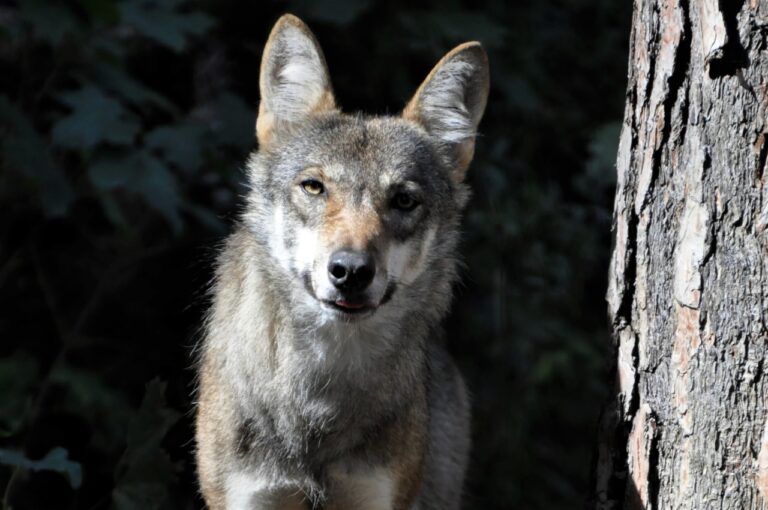 Vlky sa ľudí boja aj tam, kde im nič nehrozí, tvrdí nová štúdia