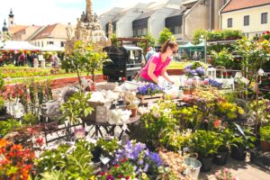 Májový kvet v Trnave. Najvoňavejší festival roka už začal