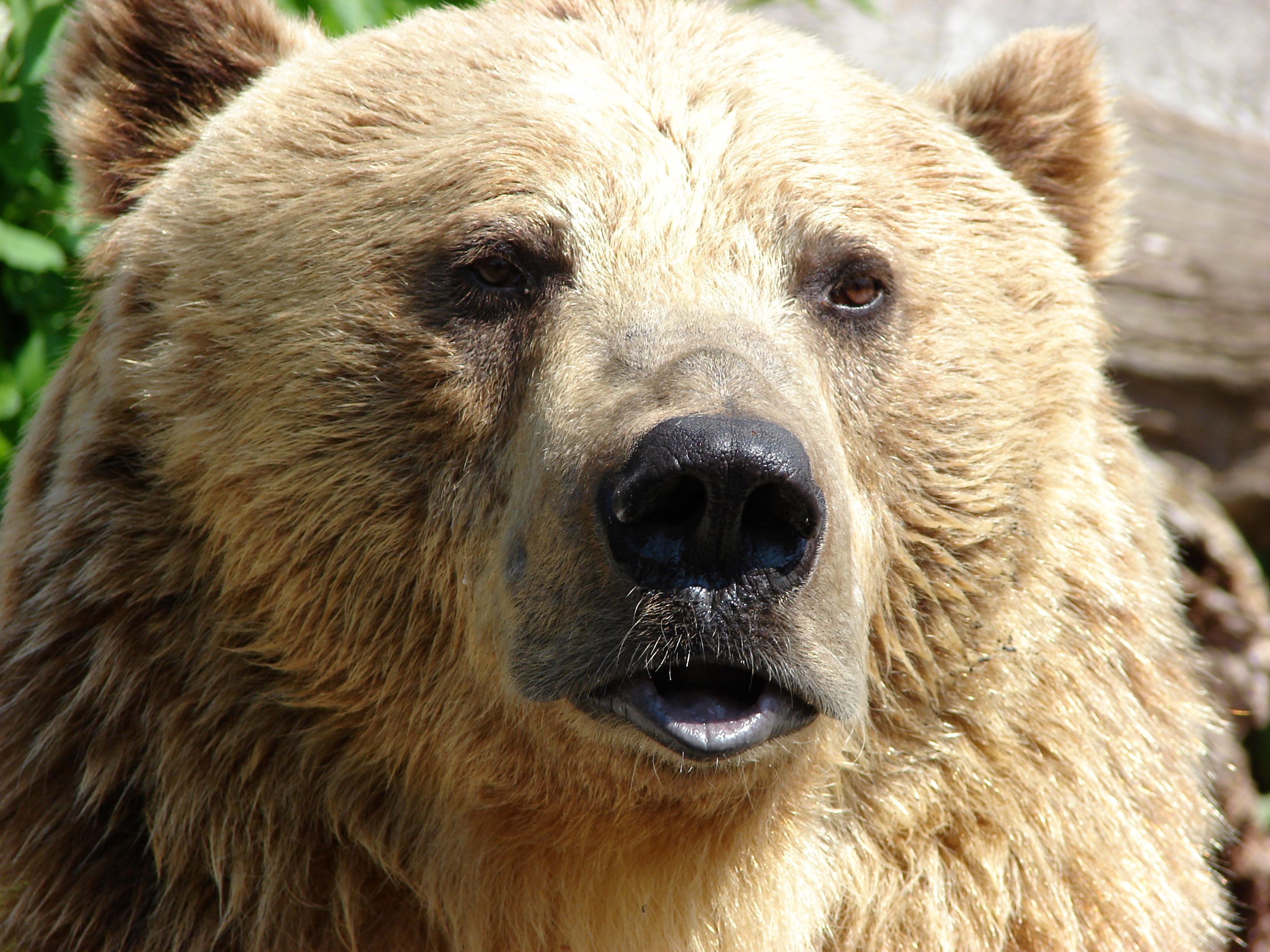 Útoky medveďov nie sú fenoménom dneška. Boli aj predtým, len sa o nich menej hovorilo  