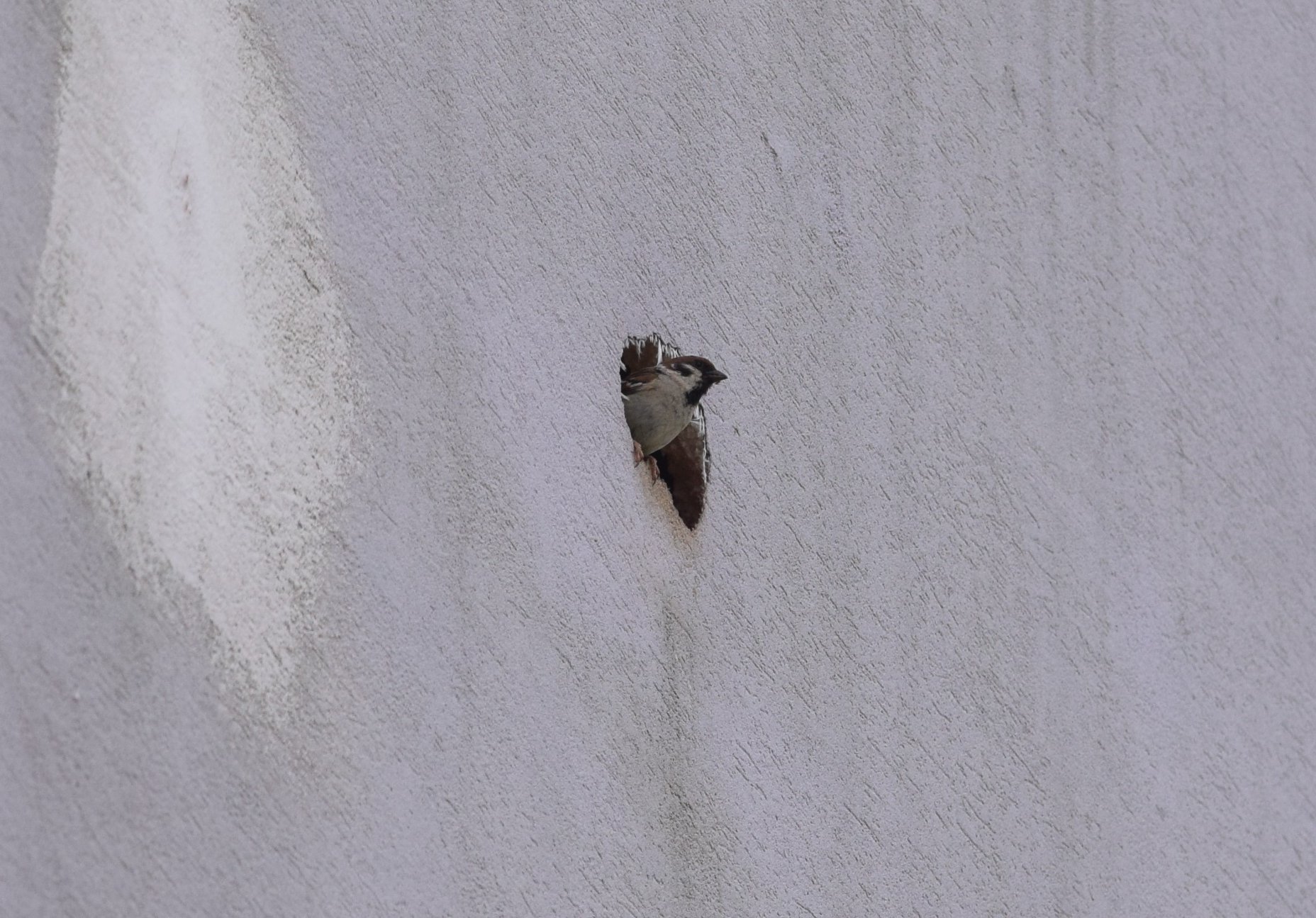 Ničia vám vtáky a netopiere zateplenia a fasády? Odborník radí, čo v takom prípade robiť