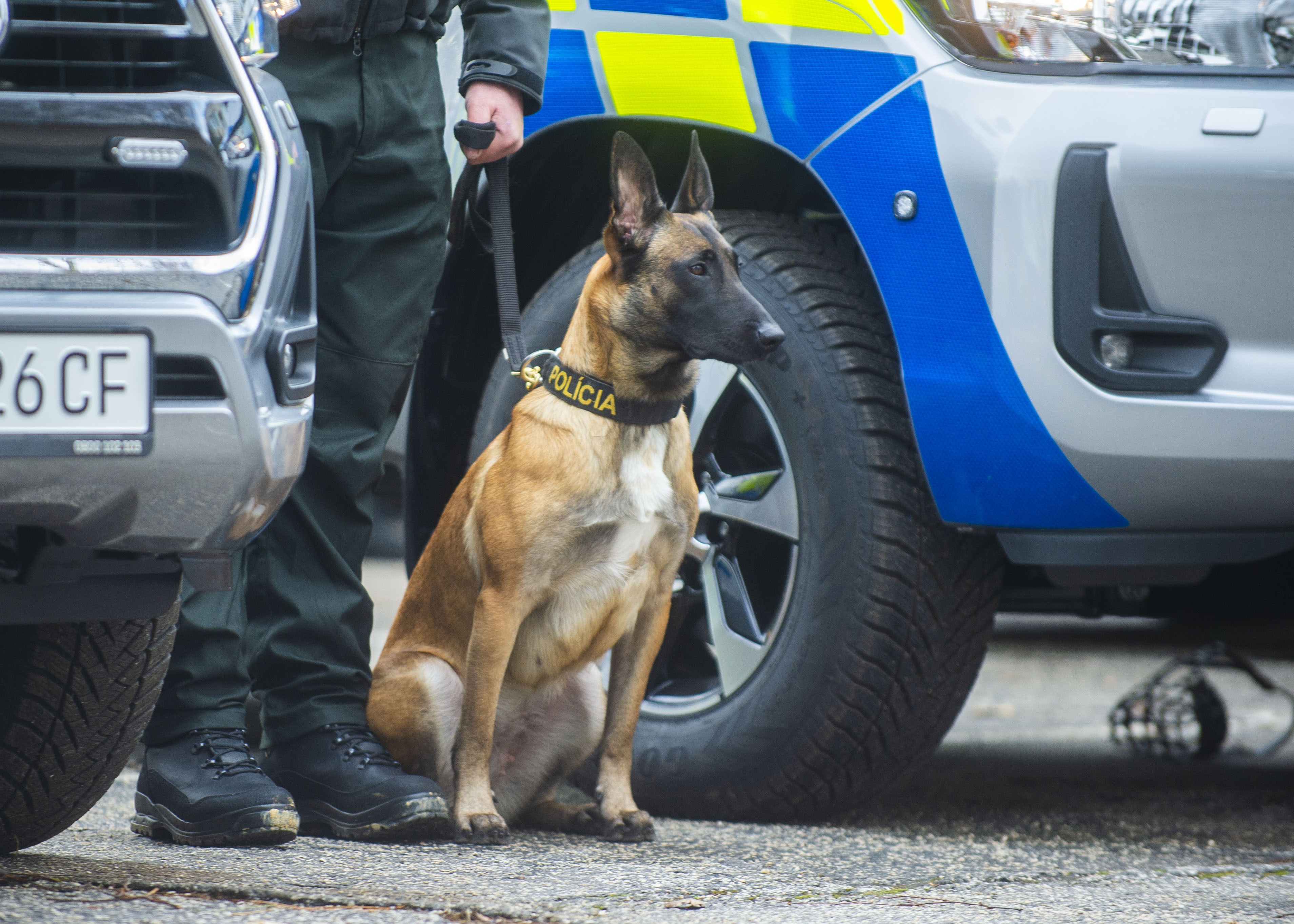 Polícia stúpila na krk organizátorom psích zápasov. Pri prehliadke našli desiatky psov