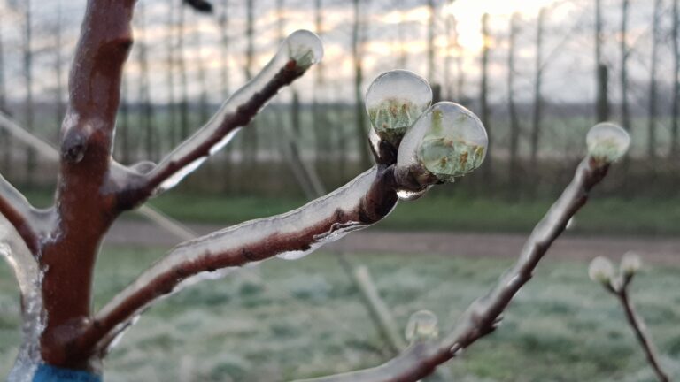 Na väčšine Slovenska hrozia prízemné mrazy, meteorológovia varujú pred škodami