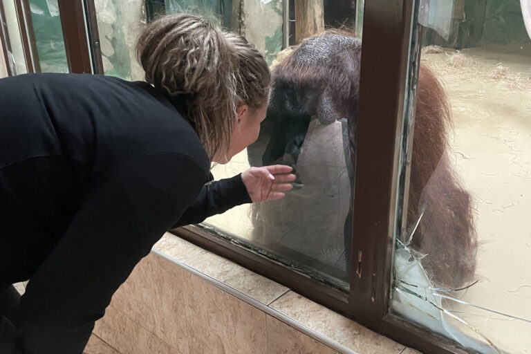 V bojnickej zoo plánujú urgentnú rekonštrukciu. Zničené sklá ohrozujú ľudí aj zvieratá
