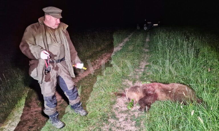 Problémovú medvedicu eliminovali, zastrelil ju Rudolf Huliak. V sobotu videli pri obci ďalšie zviera