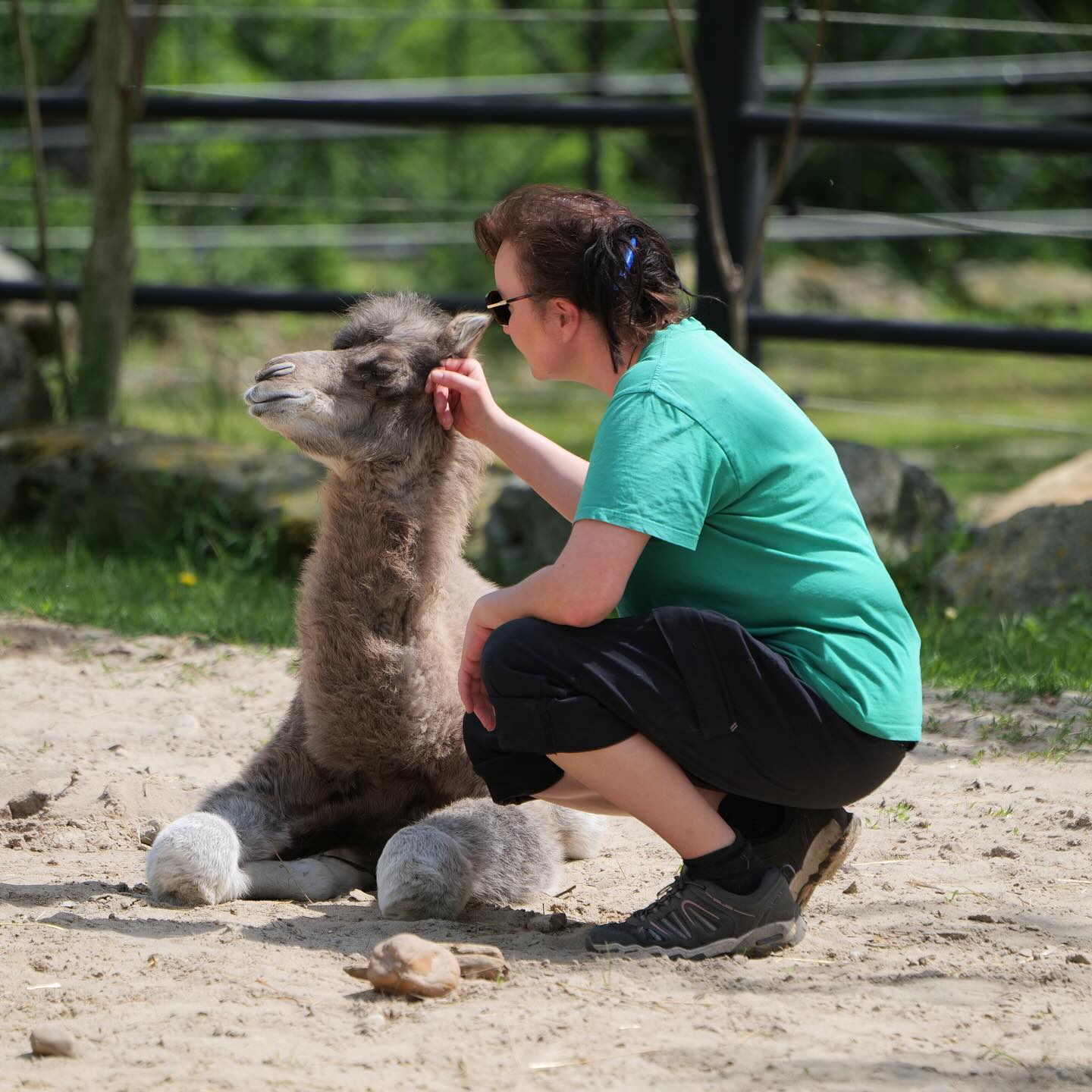 Bratislavská zoo sa teší ďalším prírastkom. Narodili sa dve mláďatá ťavy dvojhrbej