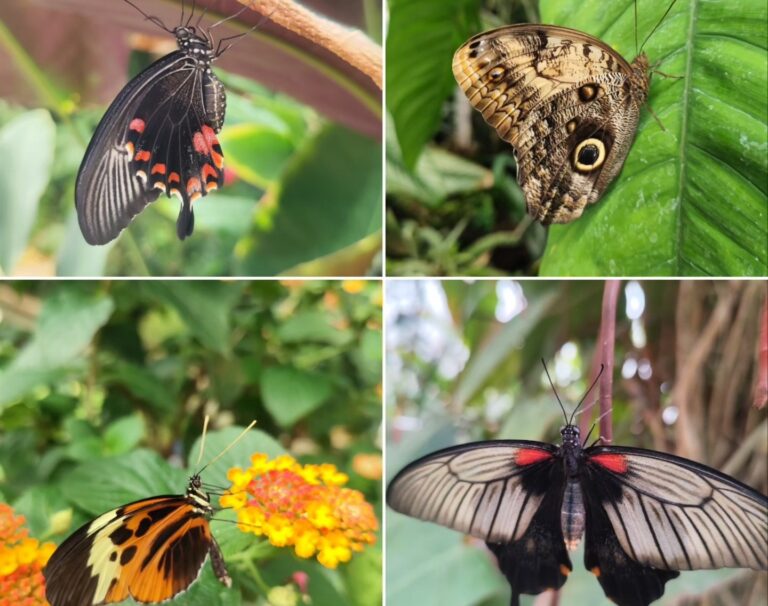Tip na najbližšie dni. Obľúbená výstava exotických motýľov v Botanickej záhrade je tu opäť