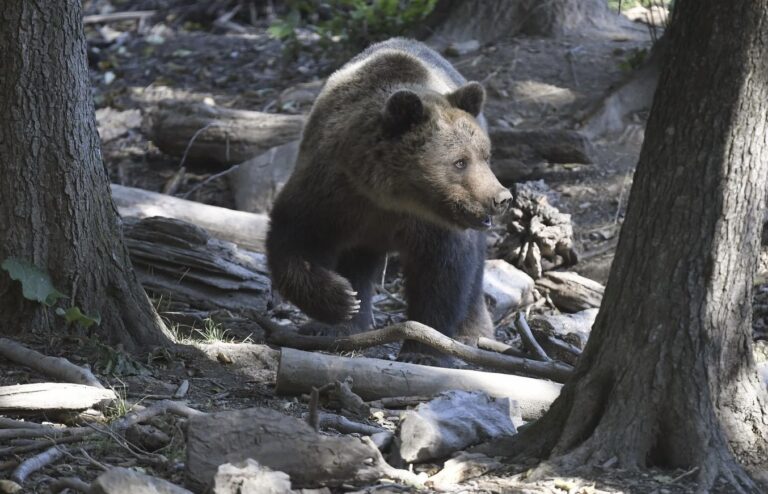 Stret s medveďom: šelma prekvapila obyvateľa mesta neďaleko železničného priecestia