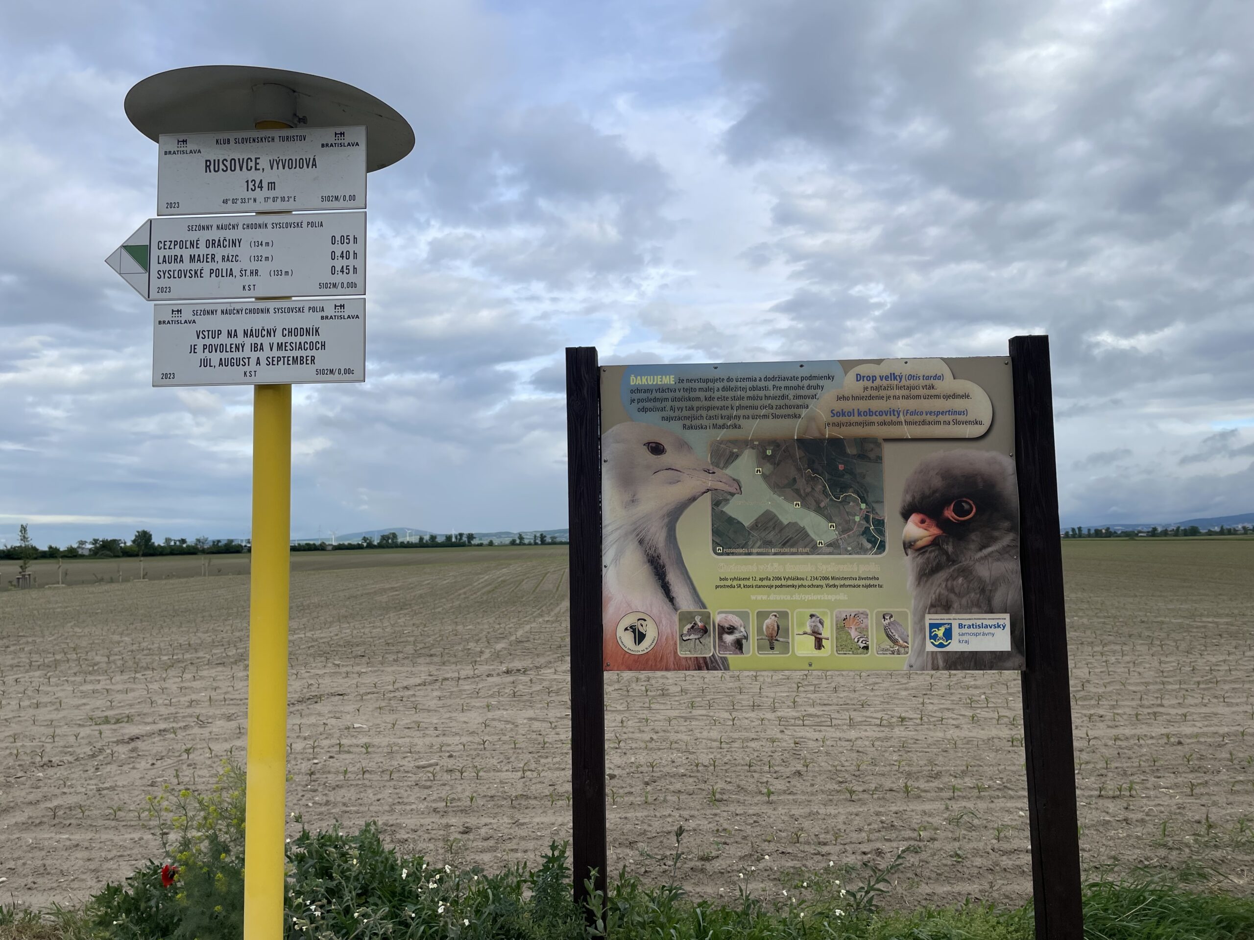 Sysľovské polia sú domovom chránených druhov vtákov. Foto: Miroslava Pavlíková