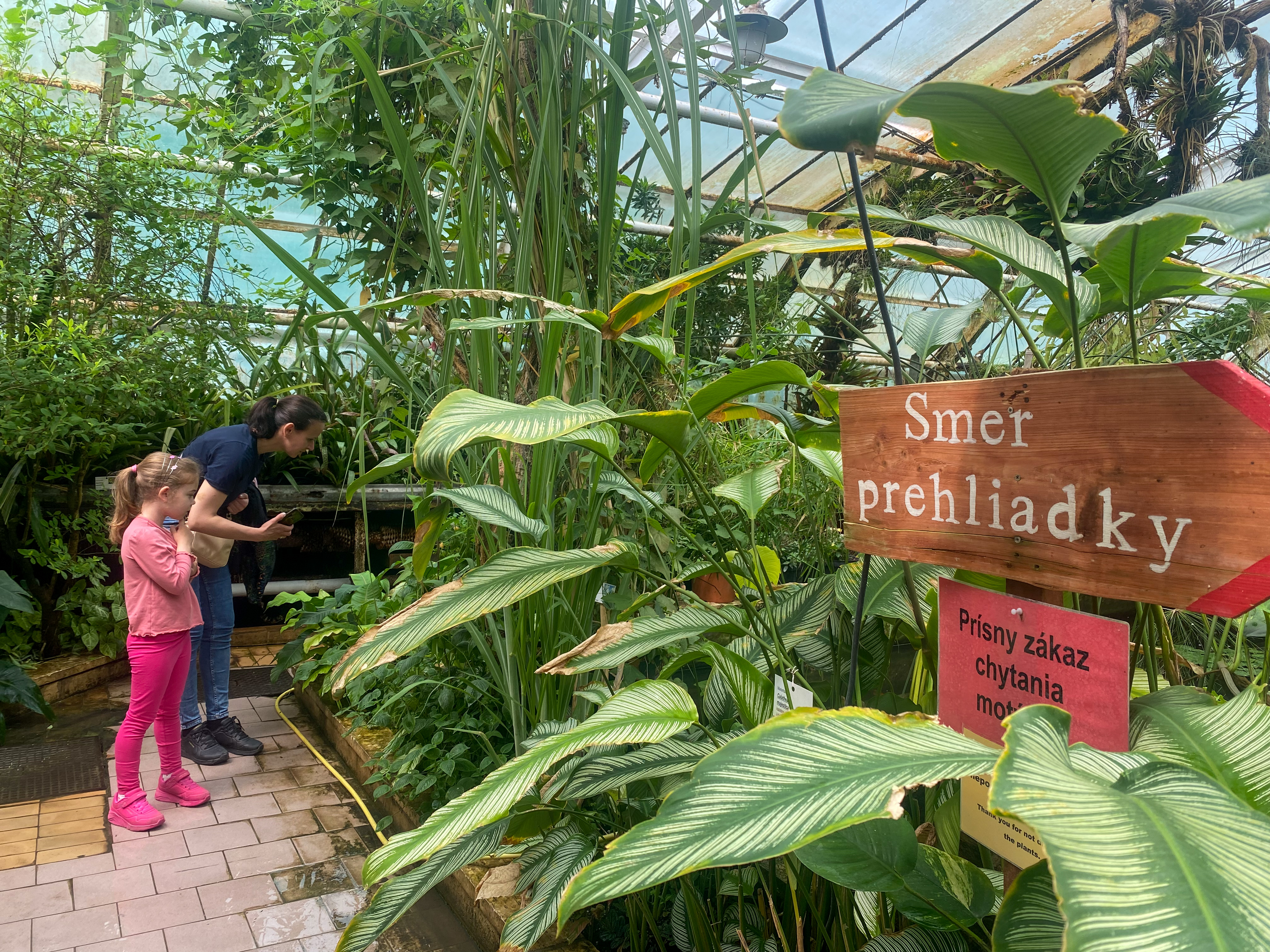 Atmosféra dažďového pralesa v Košiciach. Motýle vás z botanickej záhrady prenesú do trópov