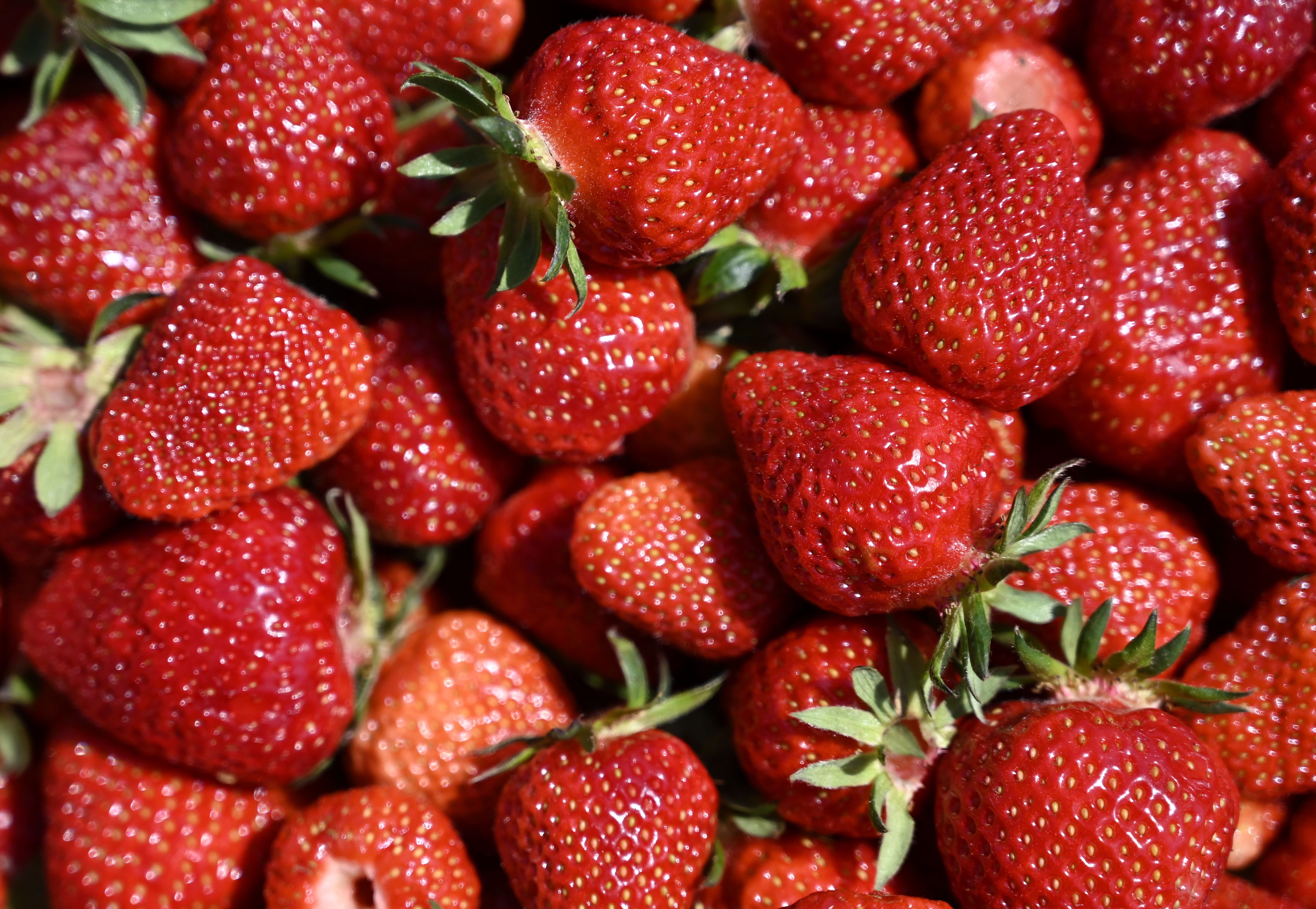 Jahodová sezóna sa začína. Viete, kde si ich môžete nazbierať?