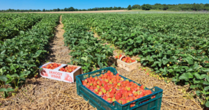 Doprajte si chuť sladkých plodov priamo z poľa. Samozber jahôd nájdete v týchto lokalitách