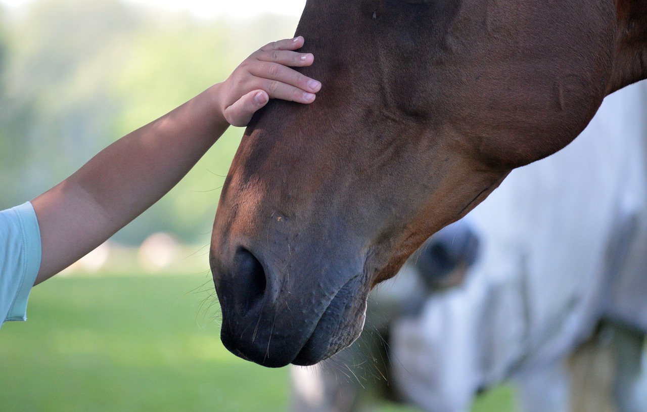 Vozenie na poníkoch mohlo skončiť tragédiou. V blízkosti ohrady sa objavil medveď
