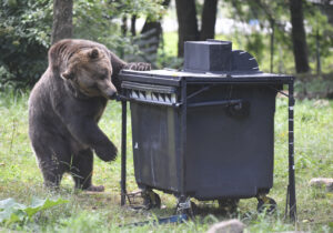 Ochrana medveďa na úkor ochrany človeka je už neudržateľná