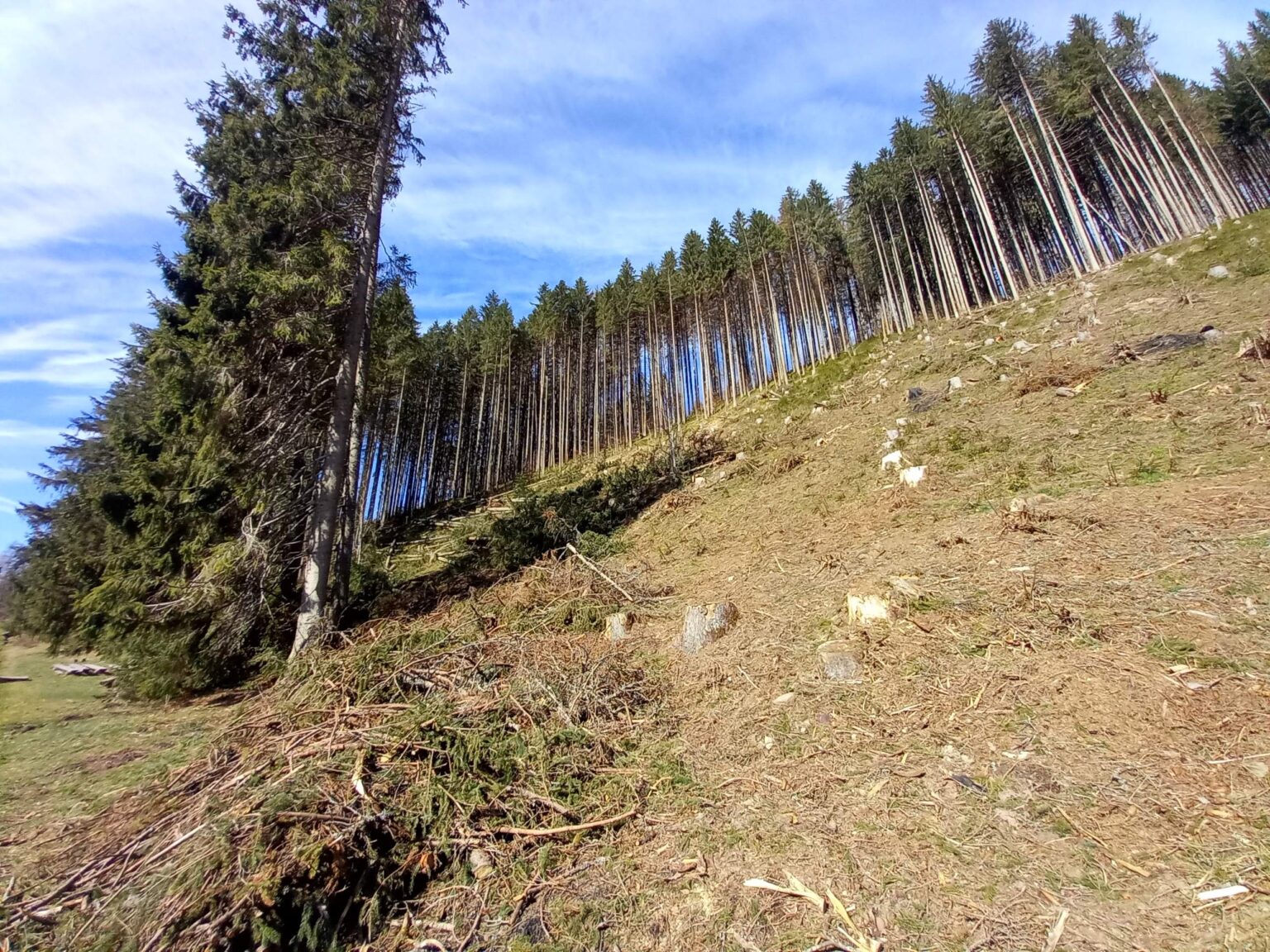 Lykožrútová kalamita nabrala na Horehroní enormné rozmery. Foto: Mário Kaprálik