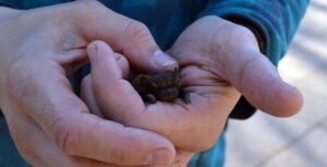 Večer plný netopierov: Botanická záhrada privítala davy návštevníkov