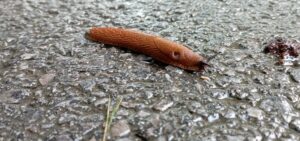 Sú postrachom záhradkárov a objavuje sa ich čoraz viac. Ako sa zbaviť slizovcov?