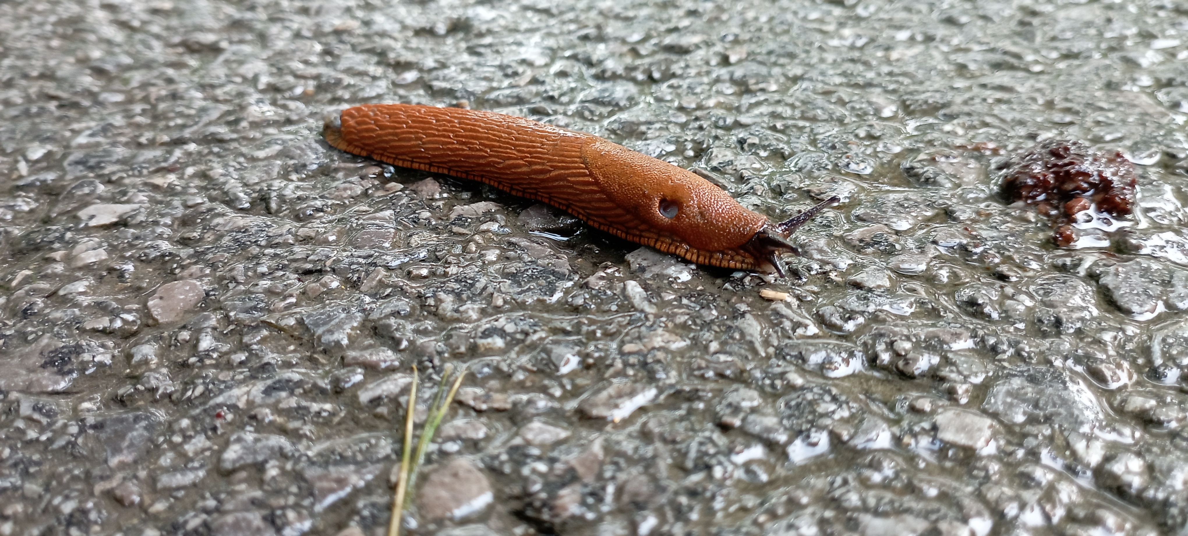 Sú postrachom záhradkárov a objavuje sa ich čoraz viac. Ako sa zbaviť slizovcov?