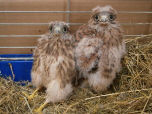 Ako postupovať, keď nájdete opustené mláďatá? Pozor na vši či poškodenie zvieraťa