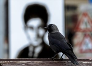 Samá bolesť. Chybné výklady Franza Kafku