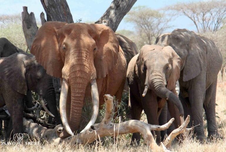 Slony africké používajú na oslovovanie ostatných jedincov unikátne mená