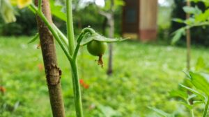 Starý cap záhradníkom