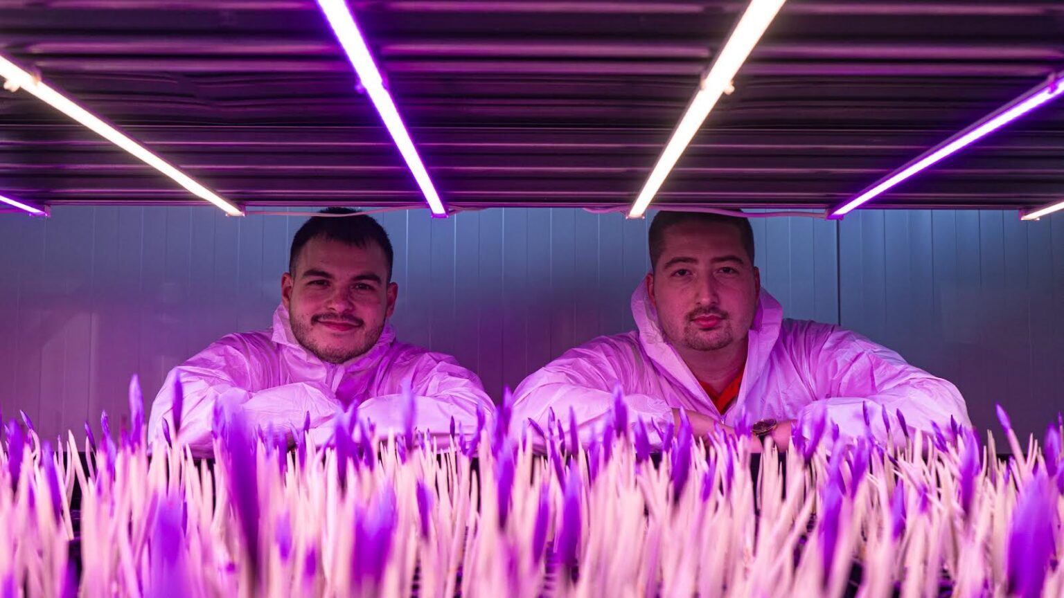 Na zábere obklopení  kvitnúcimi šafranmi sú (zľava) autori nápadu Viktor Kulcsár a Miroslav Hronček. Foto: Archív Veles Farming