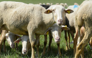 Online zoznamky a ja