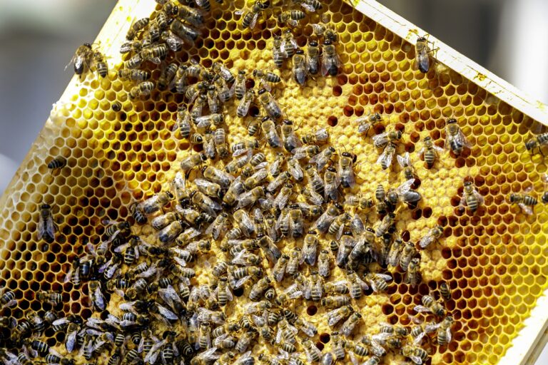 Včely dokážu „vyňuchať“ rakovinu