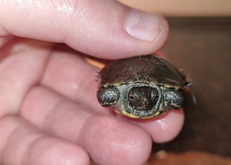 Populácia korytnačky močiarnej je takmer vyhynutá, nakladené vajíčka musia strážiť ochranári