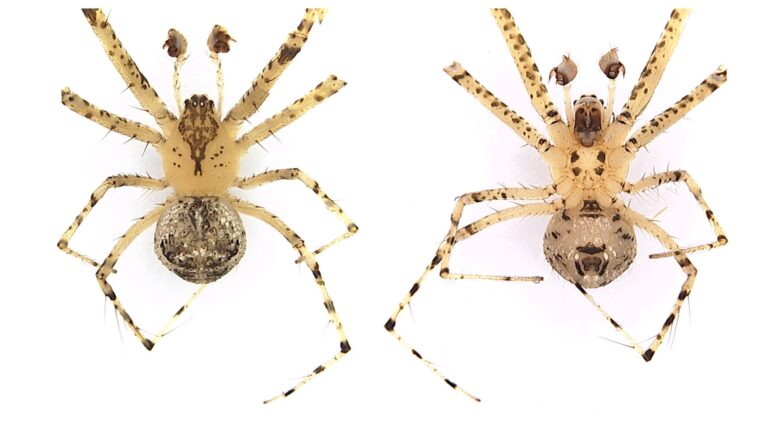 Na Slovensku objavili zoológovia tri druhy pavúkov, ktoré tu pôvodne nežili