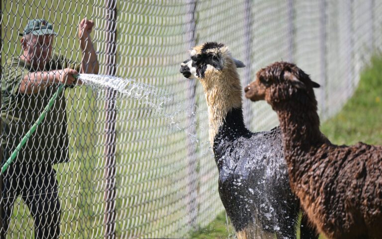 V košickej zoo počas horúčav sprchujú rôzne druhy zvierat