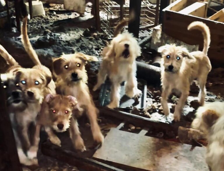 Zábery, z ktorých mrazí. V útulku našli zúbožené zvieratá