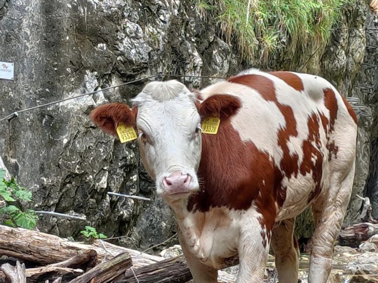 Zatúlanú kravu, ktorá sa ocitla pri vodopáde v Slovenskom raji, utratili