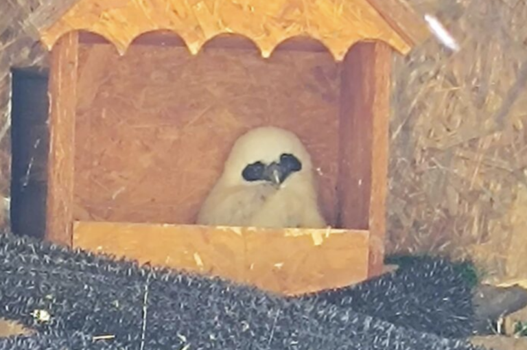 V bojnickej ZOO po prvýkrát odchovali mláďa sovy okuliarnatej