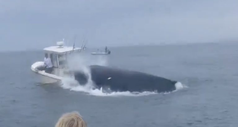 Veľryba skočila na rybársku loď a prevrátila ju. Pri incidente sa nikto nezranil