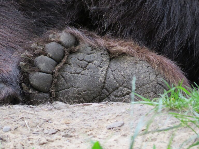 Našli zranenú medvedicu, ktorá sa zrazila s motorkárom. Odstrelili ju