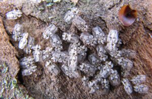 Košičanov dráždia premnožené bzdochy. Čo na to mesto a ako postupovať pri uštipnutí