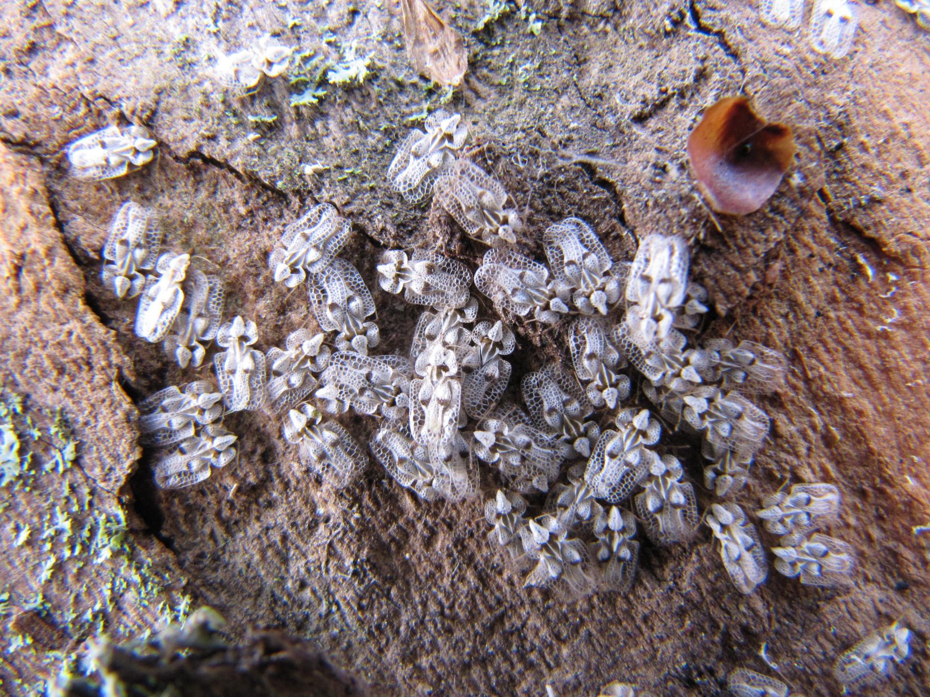 Košičanov dráždia premnožené bzdochy. Čo na to mesto a ako postupovať pri uštipnutí