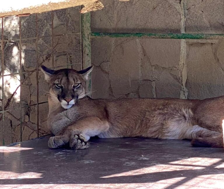 V Jasení pri Brezne v noci napadla puma 63-ročného muža. Neprežil