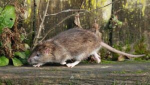 Košice bojujú s inváziou potkanov. Mesto tvrdí, že svoju povinnosť s deratizáciou splnilo 