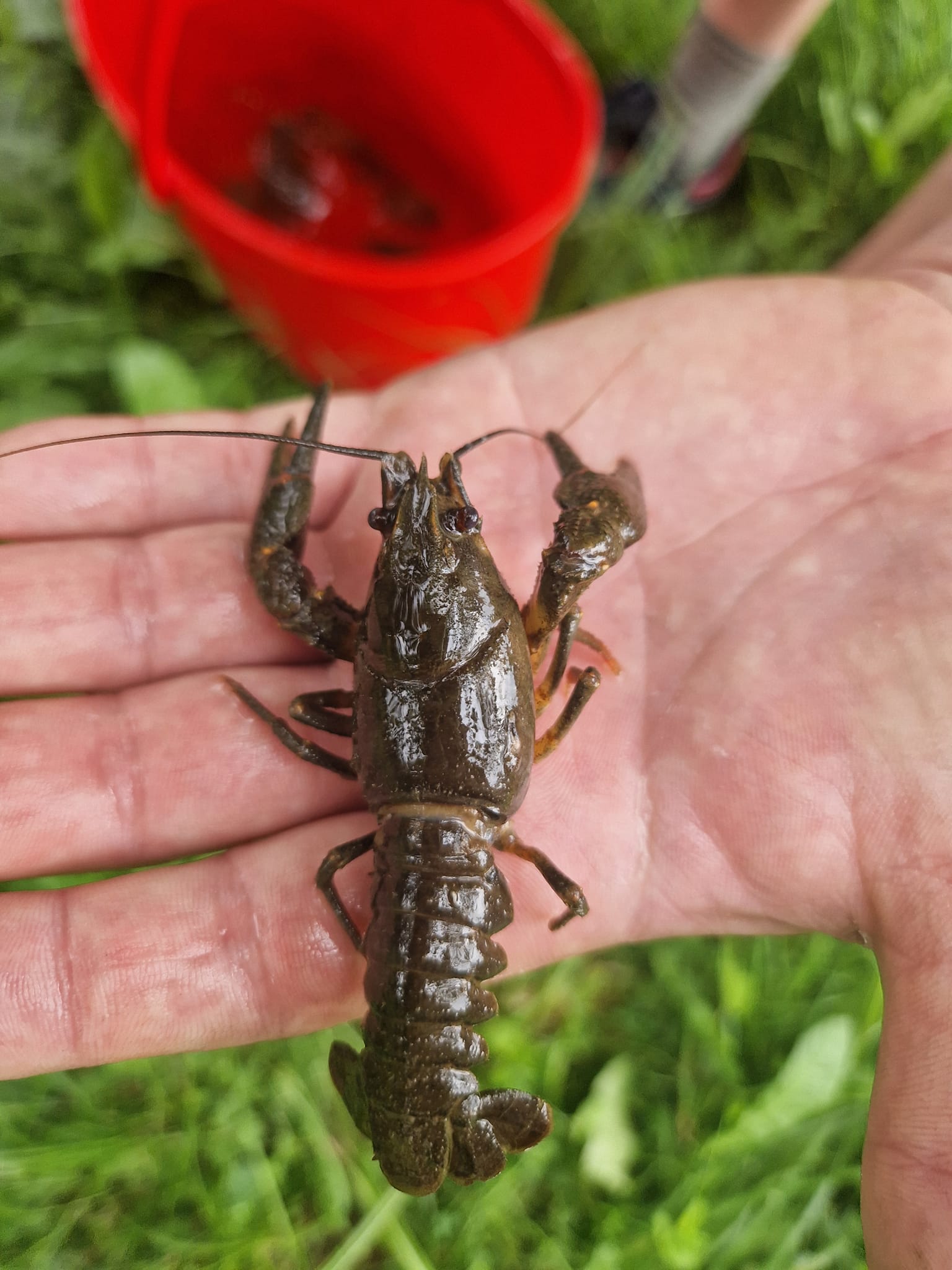 Uhynuté raky vo Vysokých Tatrách boli pravdepodobne otrávené