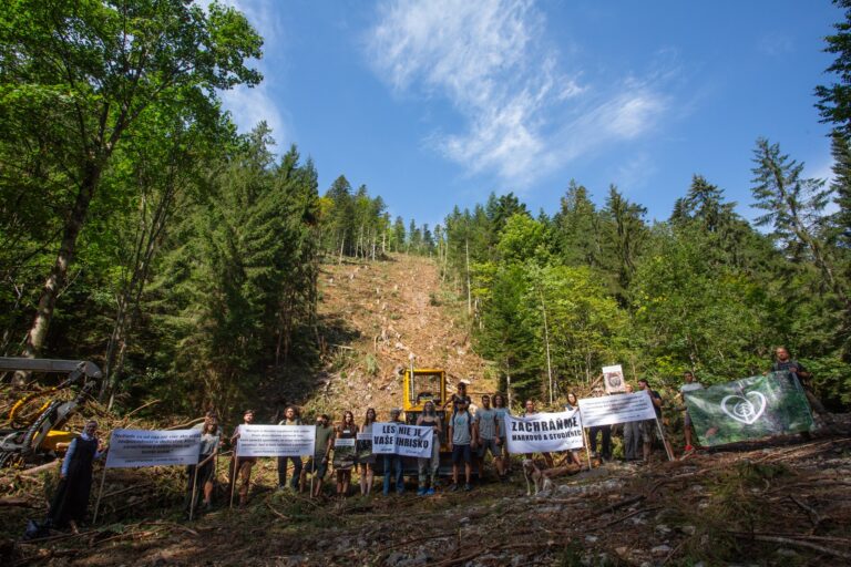 V Nízkych Tatrách začali štátne lesy ťažbu. Ochranári tvrdia, že rúbu aj 200-ročné jedle