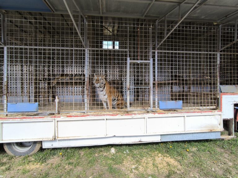 Tigrom z cirkusu Aleš hľadajú nový domov, veterinárna Rada dala za pravdu Slobode zvierat