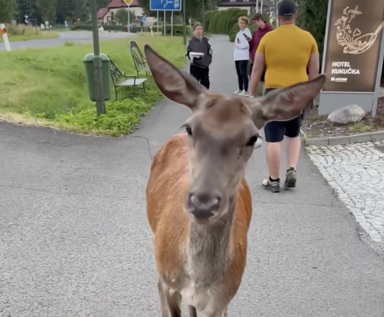 Stratila plachosť a útočí na ľudí: Zver spod Tatier budú núkať aj do cudziny